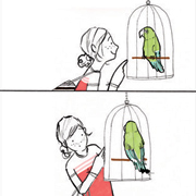 Parakeet