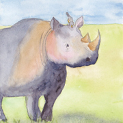 Safari