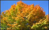 Prospect Agency - literary agency resources and conference schedule